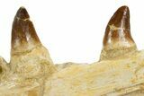 Fossil Mosasaur (Halisaurus) Jaw Section with Teeth - Morocco #345192-5